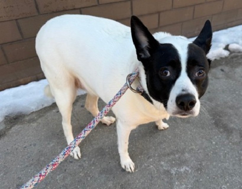 MorgFairsdogs's tweet photo. Harlem 246581
Relisted TBK 2/10
#NYCACC #RescueOnly
A very shy 6 yr old girl
Highly fearful, has not warmed up to staff
Her eyes show her fear
Needs exp all adult home
https://t.co/kO3qoH2a6V
#Pledge4Rescue #foster #adopt
#DogsofX https://t.co/bkb1aEDRhg