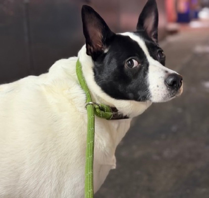 MorgFairsdogs's tweet photo. Harlem 246581
Relisted TBK 2/10
#NYCACC #RescueOnly
A very shy 6 yr old girl
Highly fearful, has not warmed up to staff
Her eyes show her fear
Needs exp all adult home
https://t.co/kO3qoH2a6V
#Pledge4Rescue #foster #adopt
#DogsofX https://t.co/bkb1aEDRhg