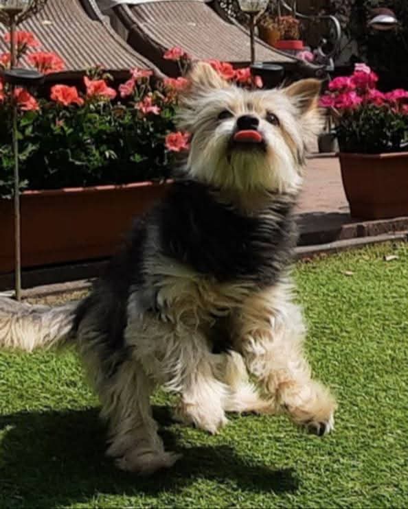 Nanske001's tweet photo. Whisper spam #dogsofX #dogs #dogsarelove #ripdog ❤️ https://t.co/LjRRqwJh5E
