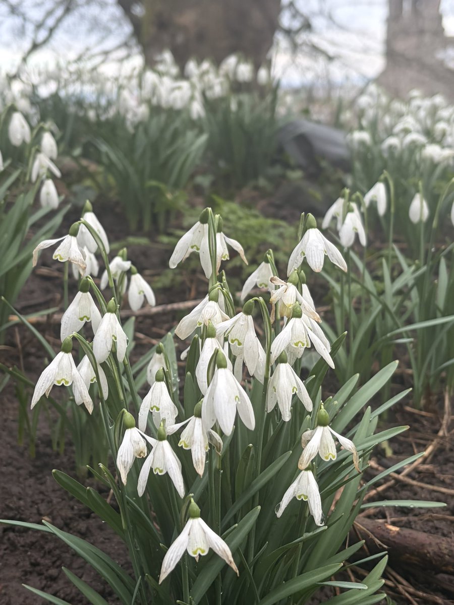 BrokenLilDolly's tweet photo. Snowdrops
#SaintPeterChurch 
#Heysham https://t.co/heL0NwZvjg