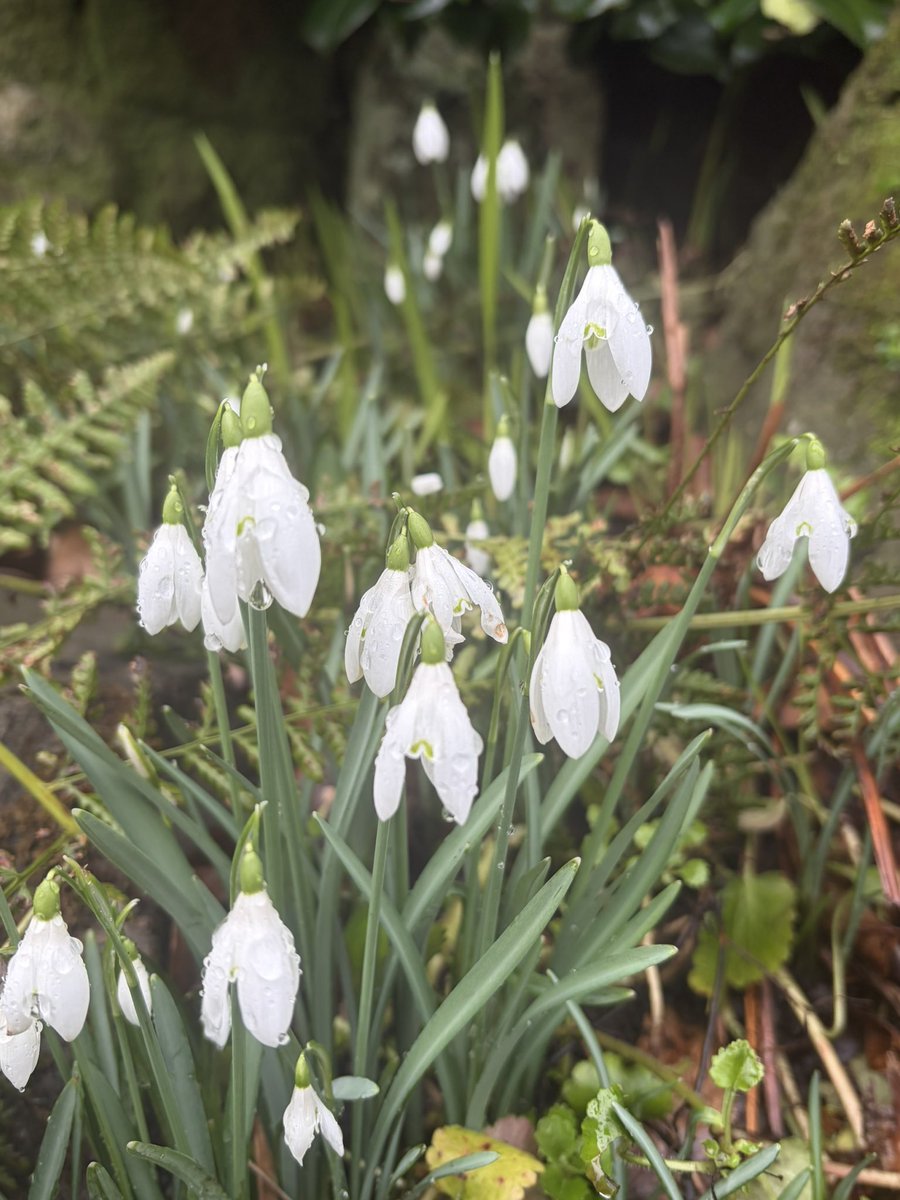 BrokenLilDolly's tweet photo. Snowdrops
#SaintPeterChurch 
#Heysham https://t.co/heL0NwZvjg