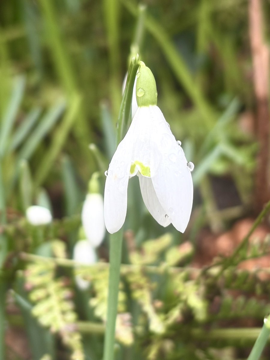BrokenLilDolly's tweet photo. Snowdrops
#SaintPeterChurch 
#Heysham https://t.co/heL0NwZvjg