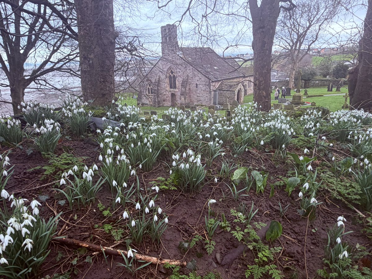BrokenLilDolly's tweet photo. Snowdrops
#SaintPeterChurch 
#Heysham https://t.co/heL0NwZvjg