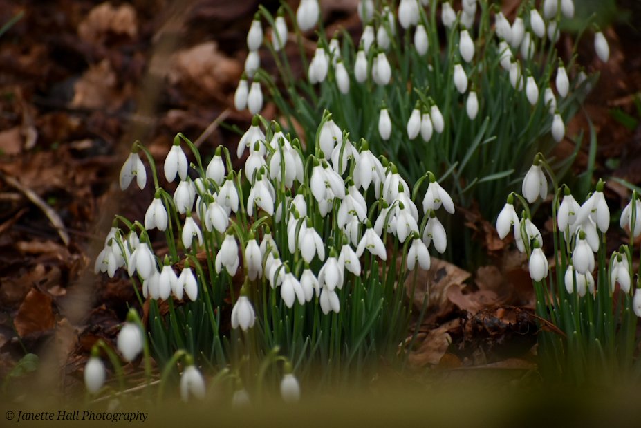 JanetteHall's tweet photo. Snowdrops 🤍 Bank Hall, Bretherton
#bankhall #snowdrops #colours #nature #NaturePhotography #NatureBeauty #naturelovers #green #white #plants #petals #frost #cold #flowers #flower #FlowerPower #FlowerHour #signofspring https://t.co/pyFAd4L4sd