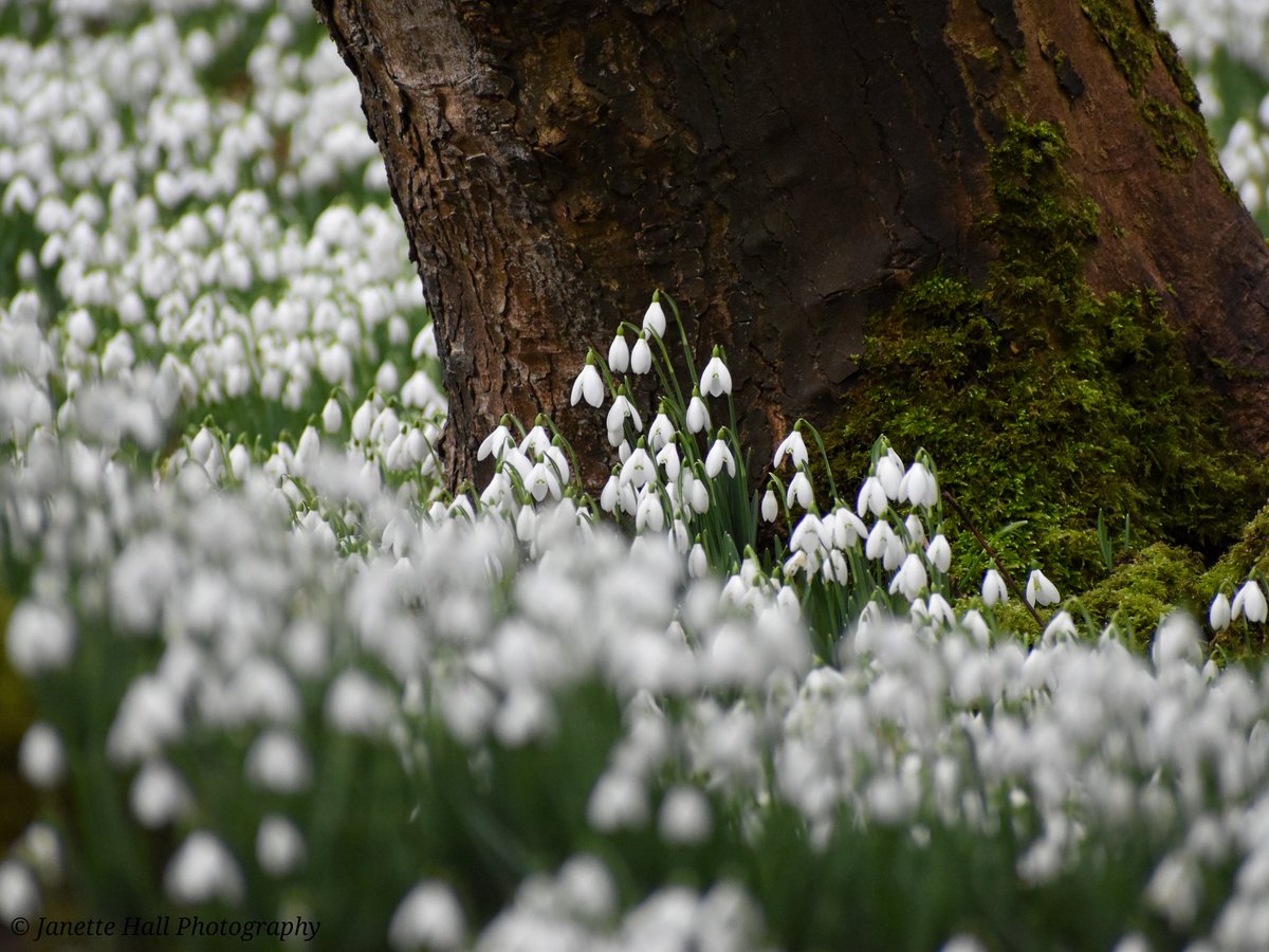 JanetteHall's tweet photo. Snowdrops 🤍 Bank Hall, Bretherton
#bankhall #snowdrops #colours #nature #NaturePhotography #NatureBeauty #naturelovers #green #white #plants #petals #frost #cold #flowers #flower #FlowerPower #FlowerHour #signofspring https://t.co/pyFAd4L4sd