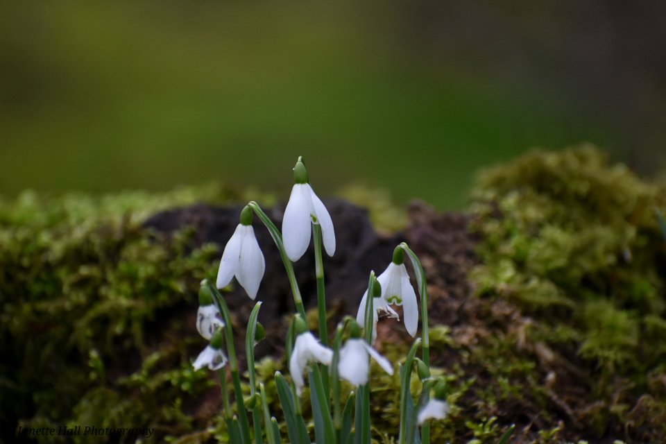 JanetteHall's tweet photo. Snowdrops 🤍 Bank Hall, Bretherton
#bankhall #snowdrops #colours #nature #NaturePhotography #NatureBeauty #naturelovers #green #white #plants #petals #frost #cold #flowers #flower #FlowerPower #FlowerHour #signofspring https://t.co/pyFAd4L4sd