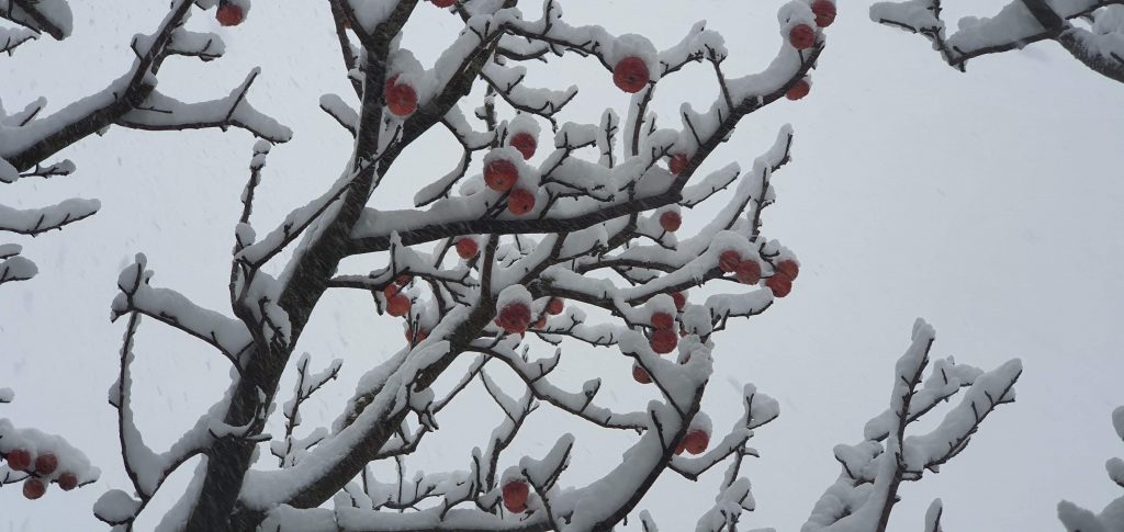 IndiaAesthetica's tweet photo. Harsil Valley in Winters , Uttarakhand 🍎❄️🌨️🇮🇳 https://t.co/imrvncfGlP