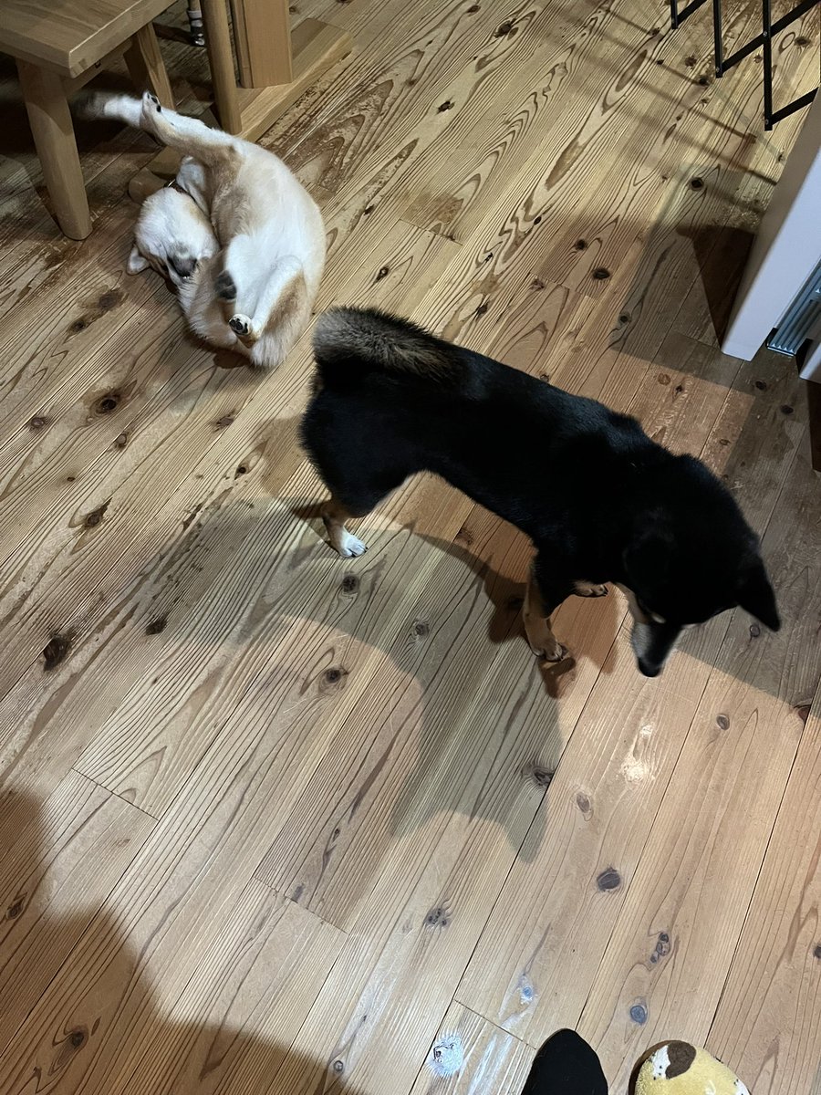 ひとりうねうねのおあげと
興味ないまろ吉

 #犬 #柴犬黒柴 #赤柴 #まろ吉 #おあげ