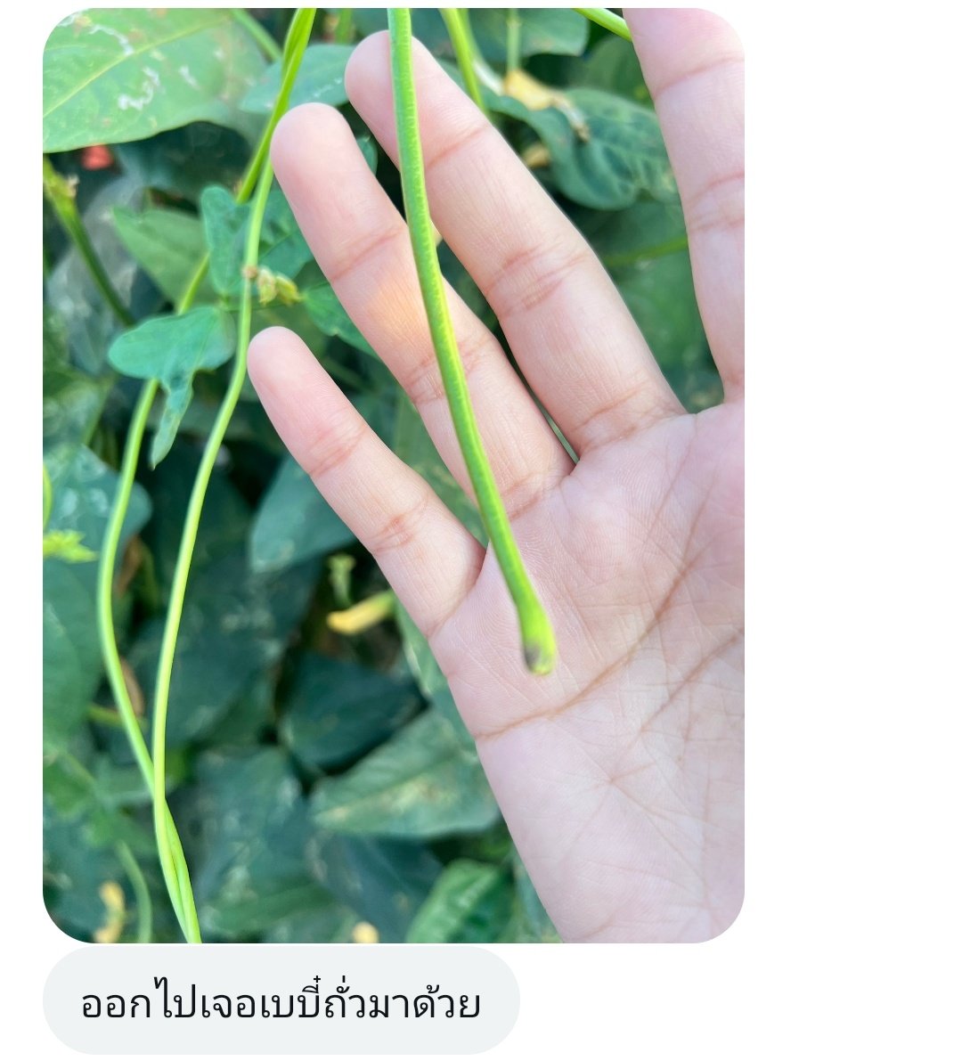 Ferrary_writer (อ่านว่าเฟอรารี่งับ) tweet media