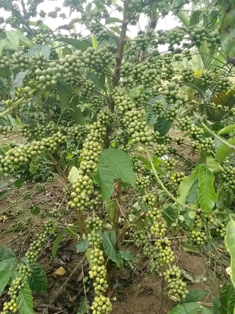 Did you know  that a 3 year  old rubosta coffee tree produces  an average of 1kg  for export per season  in uganda?