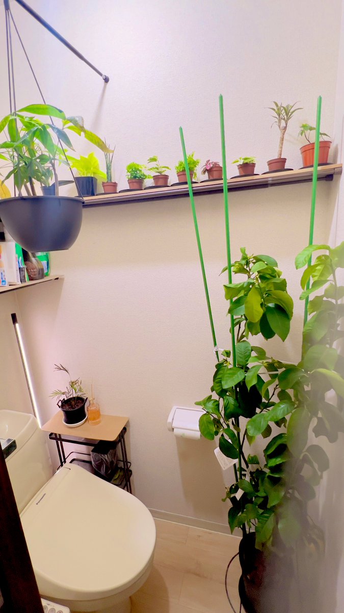 まいこねのかおり tweet media