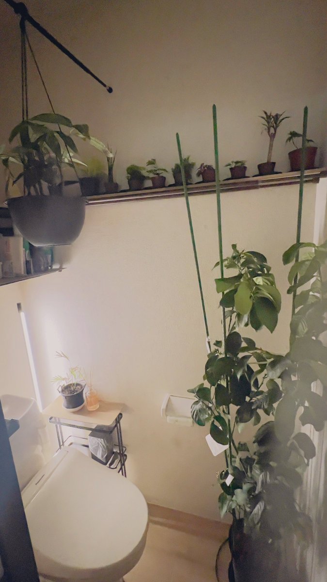 まいこねのかおり tweet media