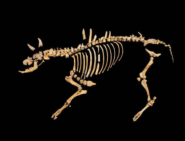 naiz_info's tweet photo. Hallado en Urbasa el esqueleto de un bisonte de hace 4.000 años con una punta de flecha https://t.co/GndrNYM8Nv https://t.co/CrlDULpkgk