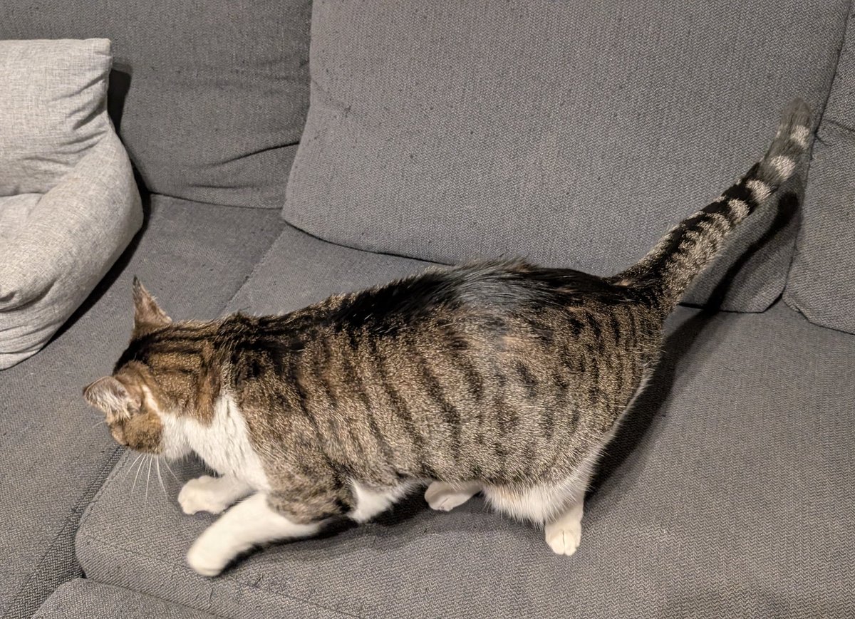 ﾂﾔﾋﾟｯﾋﾟｷｼﾞｷｼﾞﾈｺ(ケツを拭かれた姿)