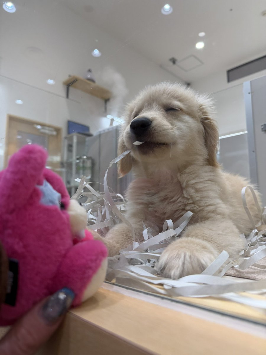 来世はレイラ希望 tweet media