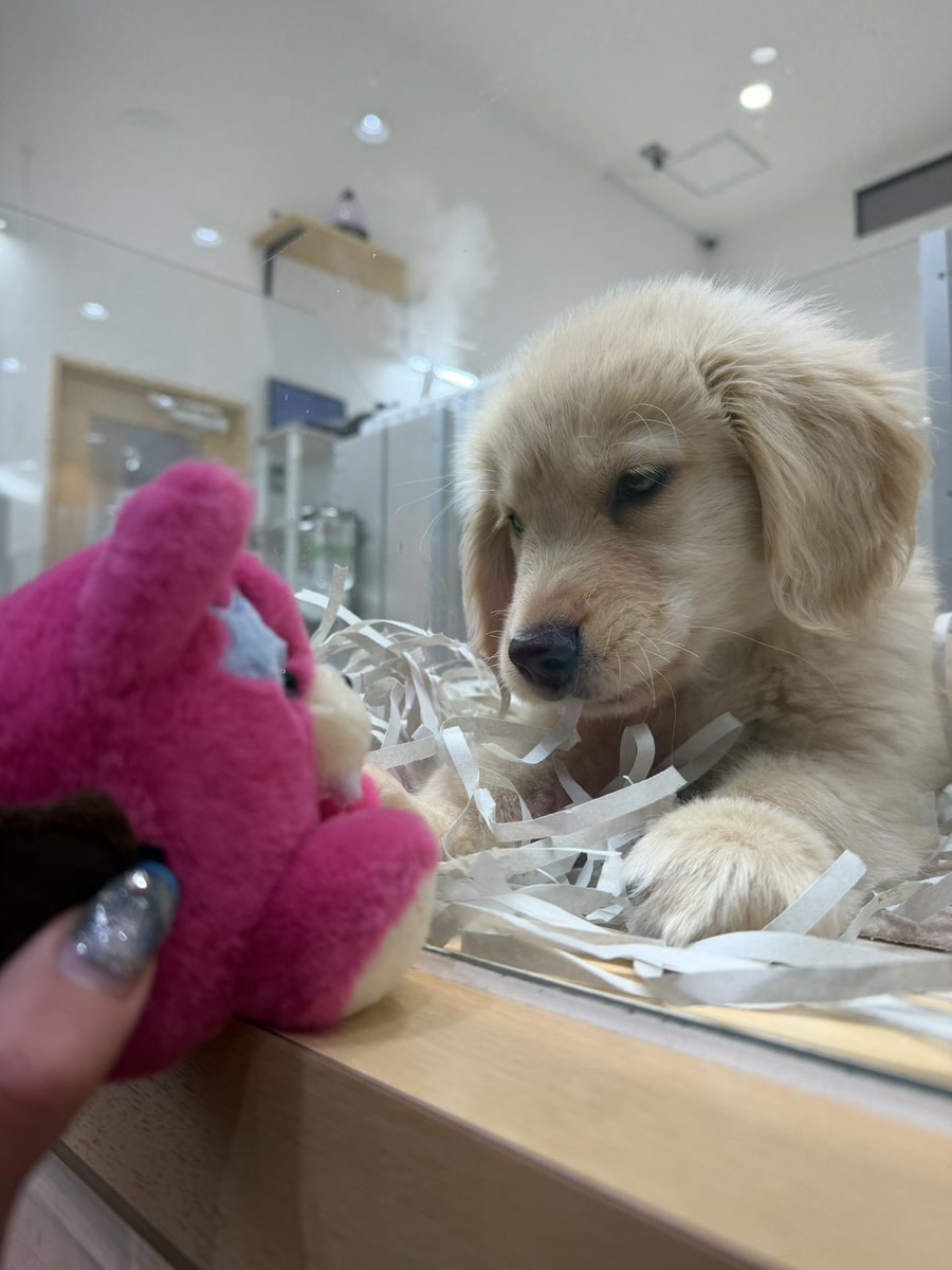 来世はレイラ希望 tweet media