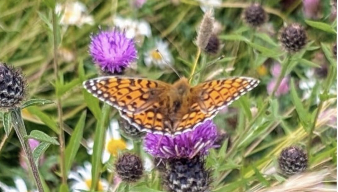 Pollinators tweet media