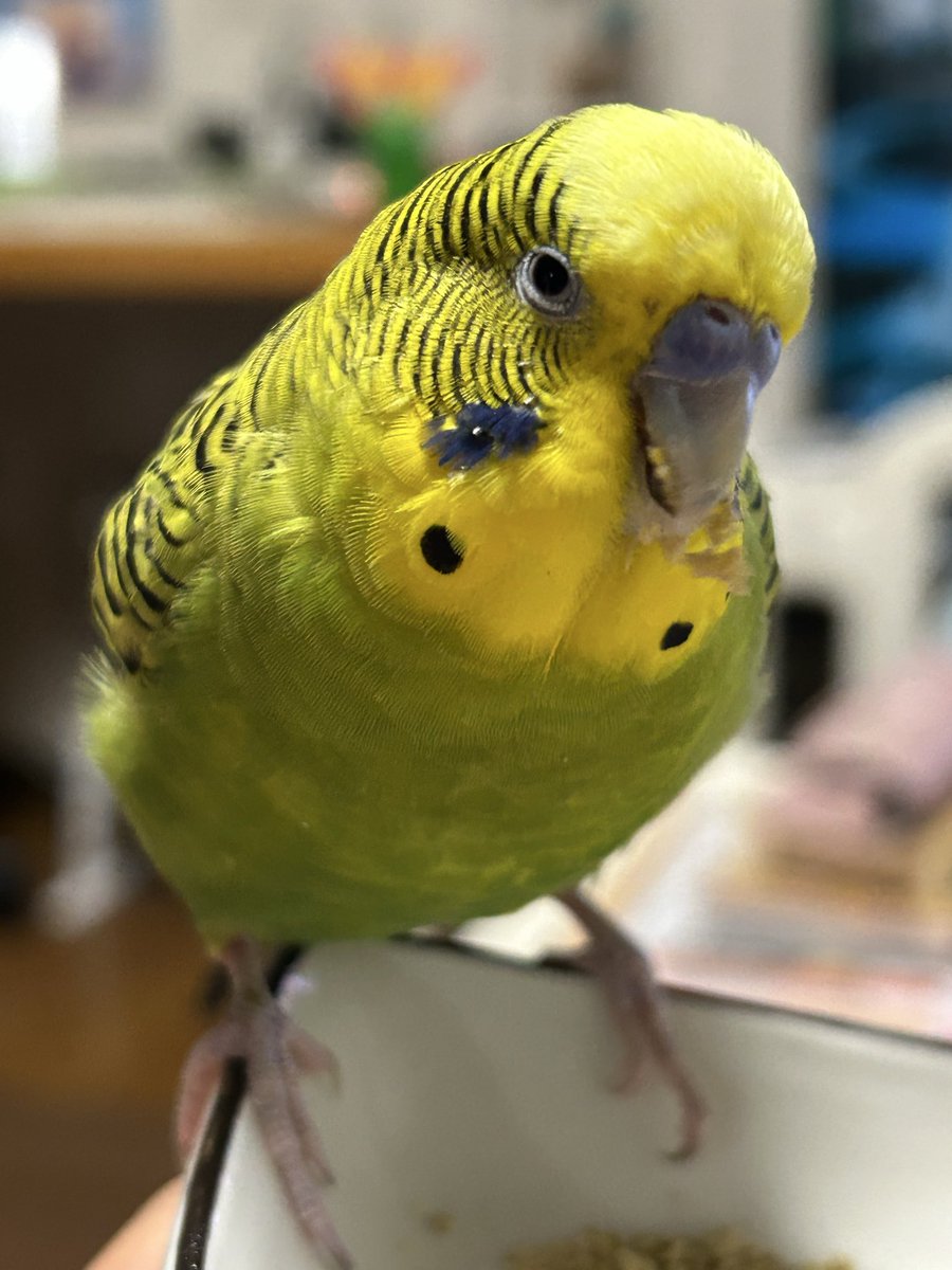 モリモリゴハンを召し上がるいんちゃん😊
調子が良くなってきてる食べっぷり👏👏👏
お薬頑張ってくれてるからね💊
ありがと💕
#セキセイインコ12歳