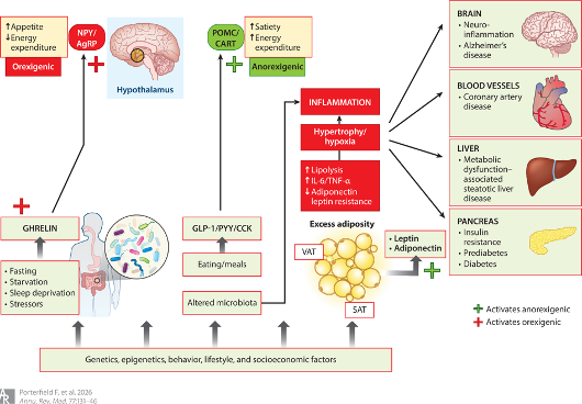 Belen Perez Pevida tweet media