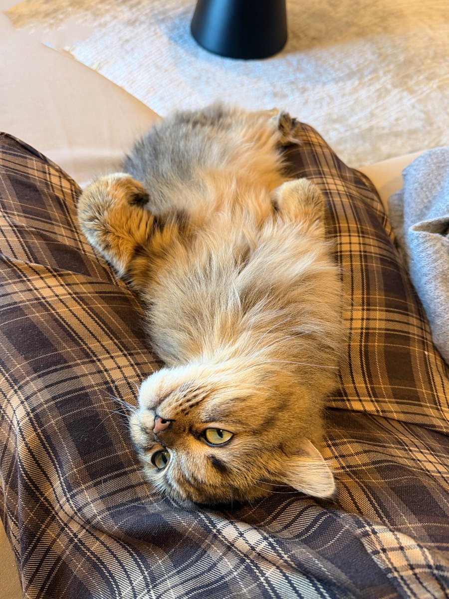 sinonome_umi's tweet image. 仕事行く直前にこうなるの、どうして