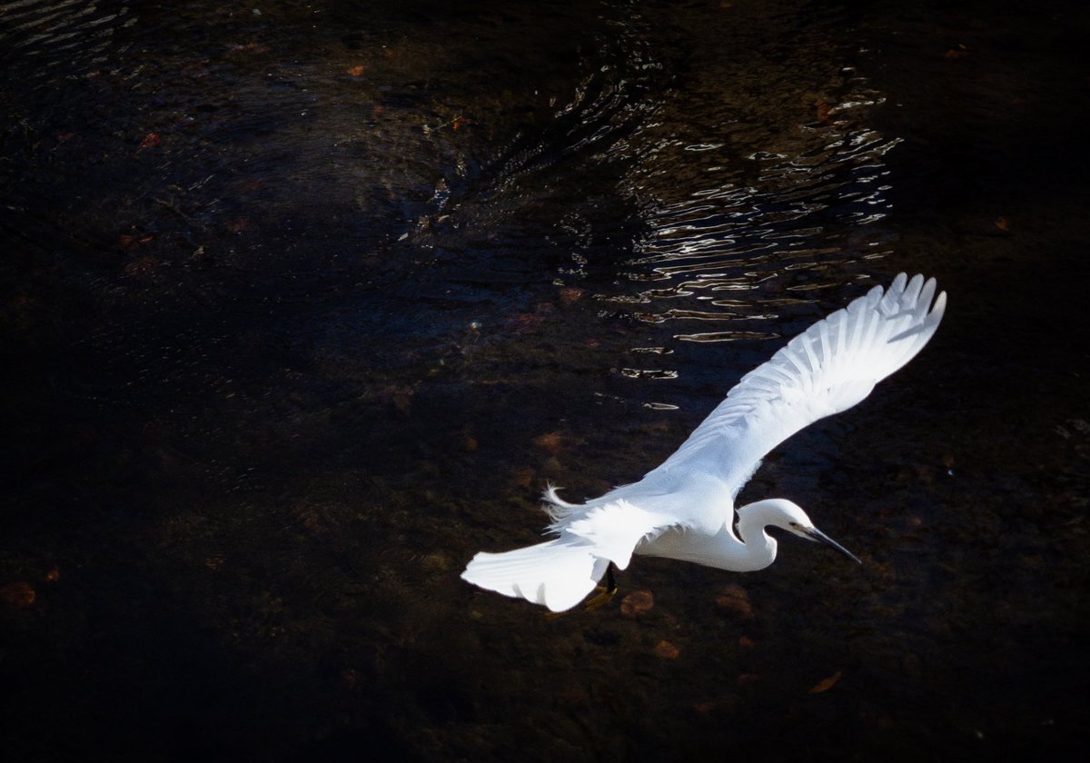 프리그 | 3월부코 토요일 tweet media