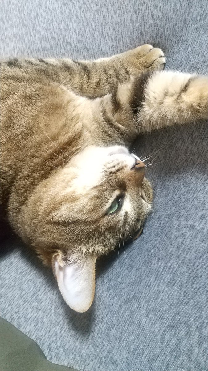 ゴロゴロしながら甘え中～