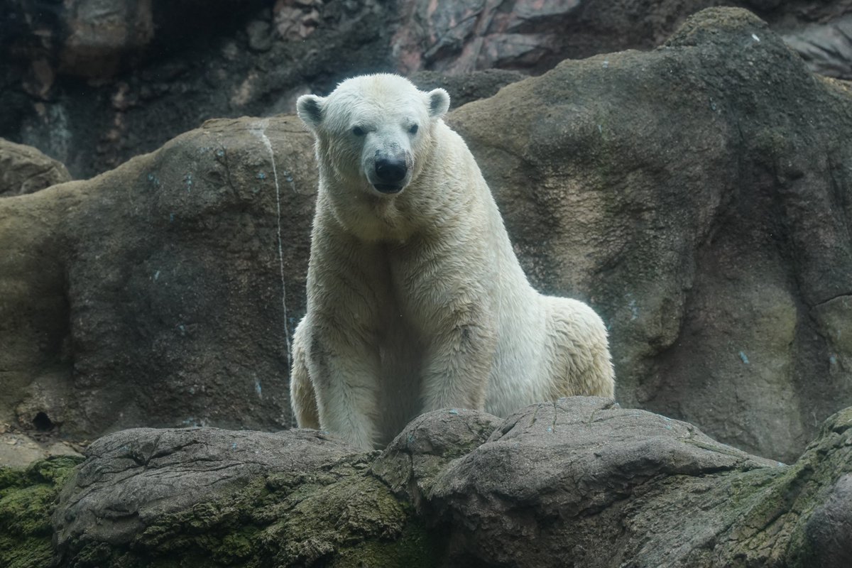 一昨年の慰霊祭で...
一生忘れることがないとひでおの事、彼らの命が教えてくれた事を今後に必ず生かす、目の前の個としての命にしっかり向き合うと話してくださった。

ゴーゴの大切な命
どうしてこんなことに
7日のゴーゴはこんなに元気だったんですよ
お空に行くの、早いよ🌈

#ゴーゴ #ズーラシア