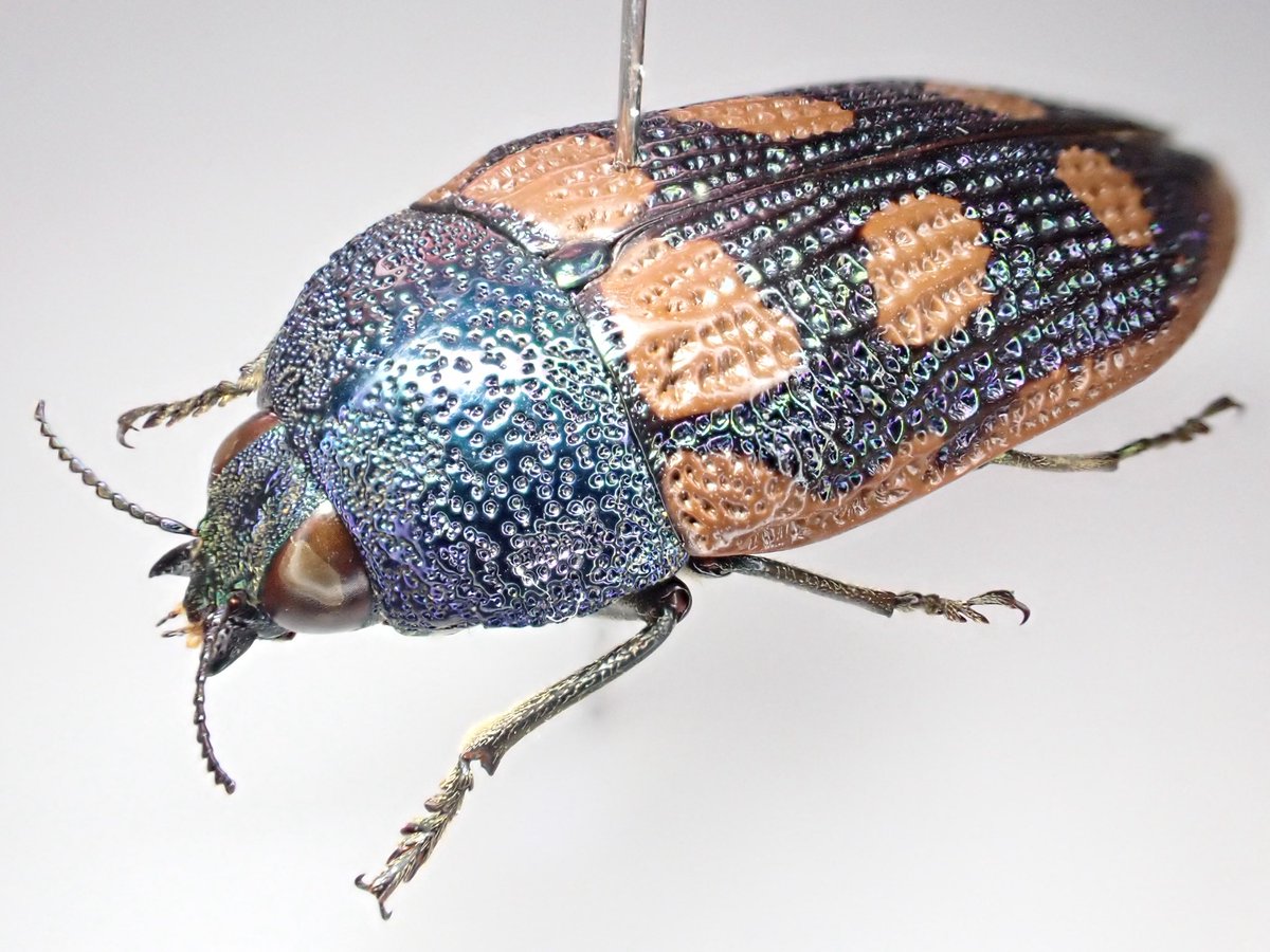 アカモンアラメムカシタマムシ 𝑆𝑡𝑖𝑔𝑚𝑜𝑑𝑒𝑟𝑎 𝑟𝑜𝑒𝑖