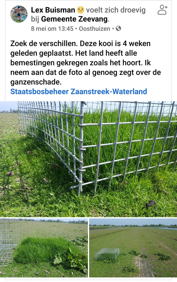 En "grazende ganzen hebben een positief effect op de gewassen"