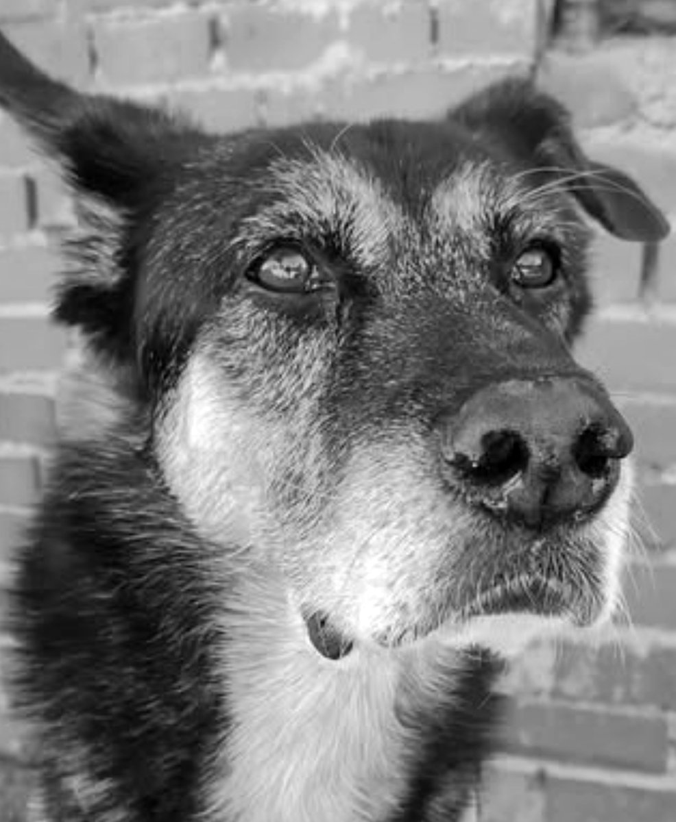 SosAbuelos1's tweet photo. #Madrid
#DETROIT es de estos perros que tienen una constante en su vida: ¡esperar!

Lo hizo cuando lo dejaron en la perrera y, desde que lo han sacado de ella, ha cambiado la ubicación, pero no la costumbre… sigue esperando.

Ha hecho con el tiempo de la paciencia una forma de vida. No porque quiera, sino porque los años le han enseñado que no tiene otra opción.

Es un abuelo grande, de esos que están hechos de ternura, cansancio y resiliencia.

Los perros jóvenes salen, los pequeños se van, los simpáticos y guapos encuentran familia… Y él, sociable, cariñoso y bueno como ninguno, arrastra la resignación de la vejez tras las rejas. 

Detroit es de estos perros que tienen una constante en su vida; ¡que enamoran sin avisar!! Ponte a salvo…

Puede viajar
Contacto: 661 15 97 95 // 653 95 34 62