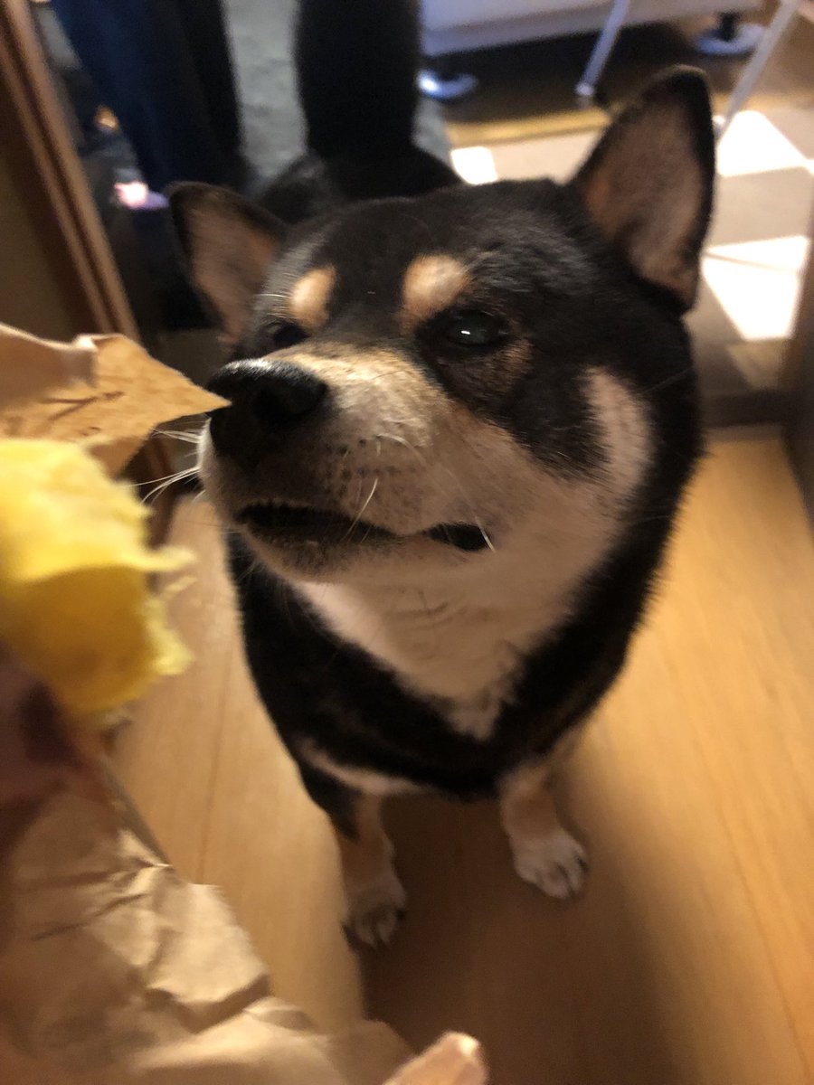 たっぷぅちゃん tweet media