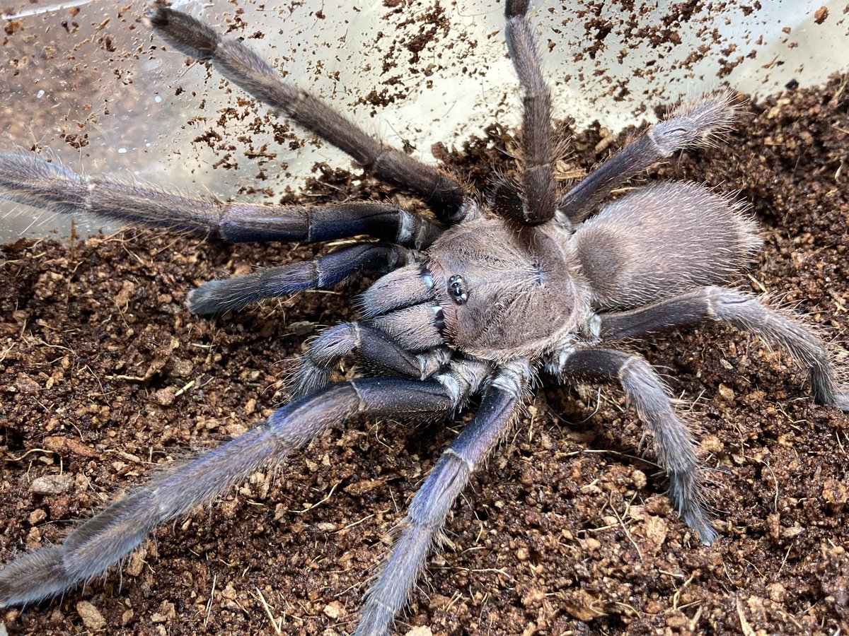 さっちゃん🐛🦂🕷 (@BugsLife3939) / Posts / X