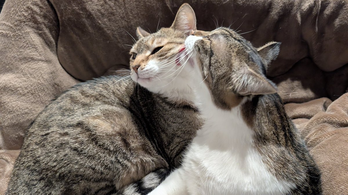 妹溺愛系なのですーぐペロする