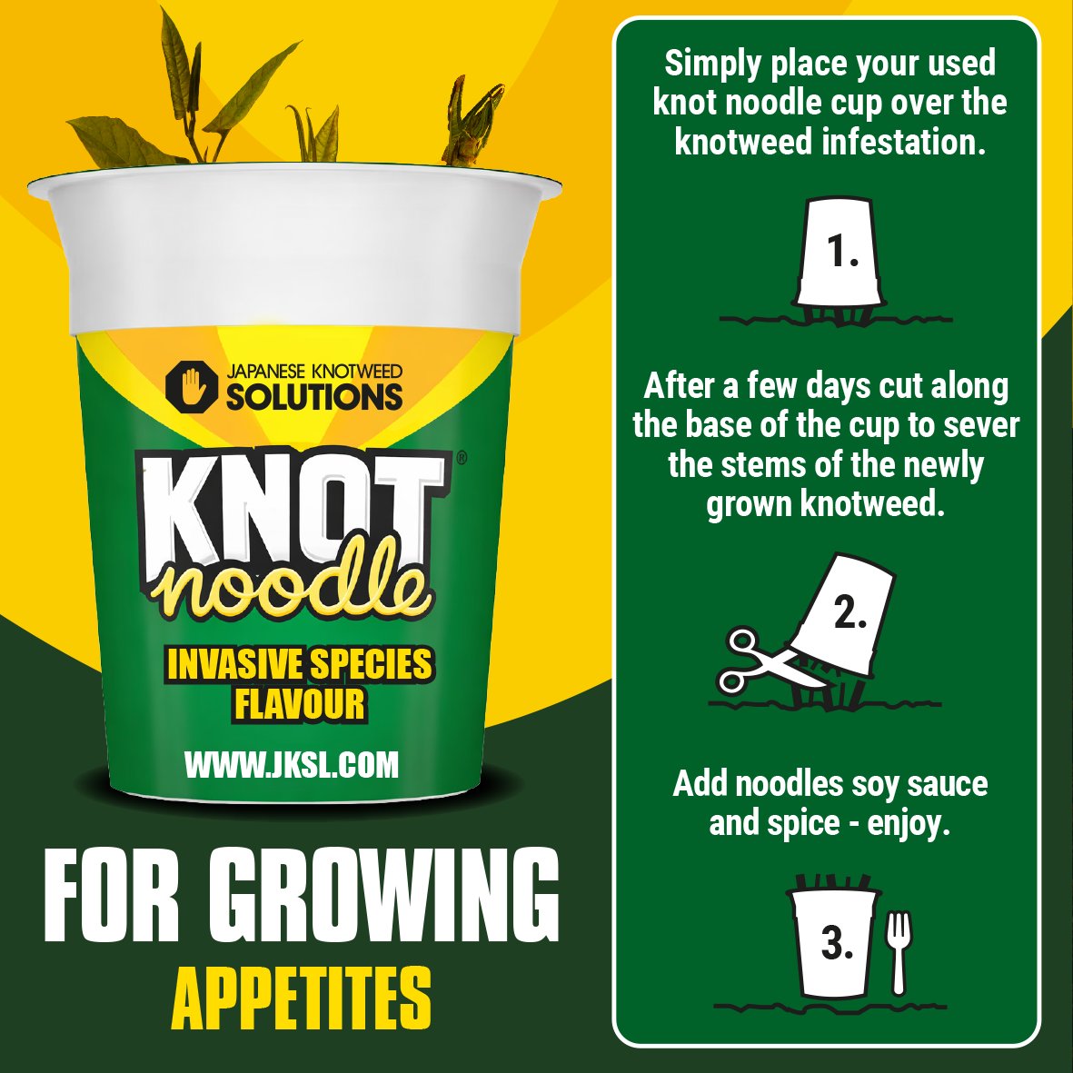 Japanese Knotweed tweet media