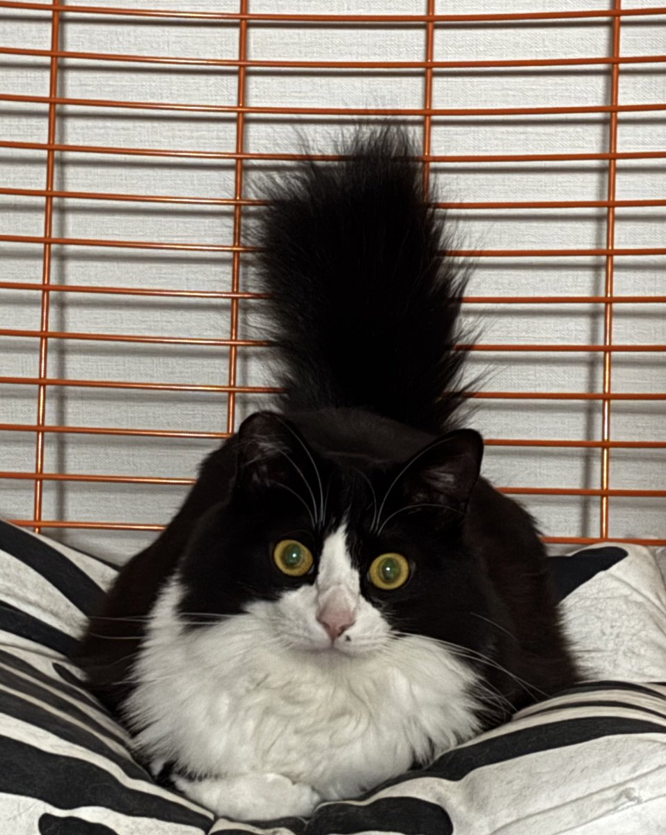 momimomimomis's tweet photo. ちょんまげキャット https://t.co/HR8FJFiqLM