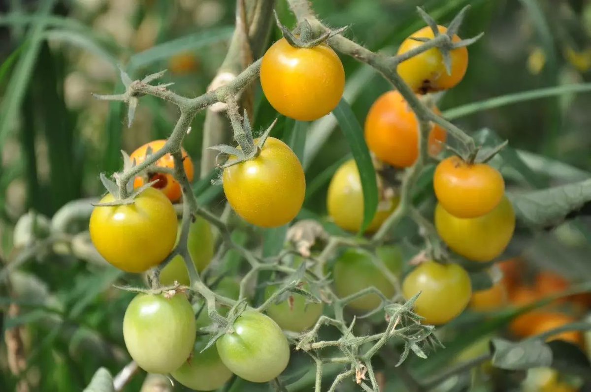[Fresh produce alert!  Grab crisp veggies u0026 juicy fruits at our market—local, organic, budget-friendly. Stock up for your week!  #FoodieFind #GroceryGoals]