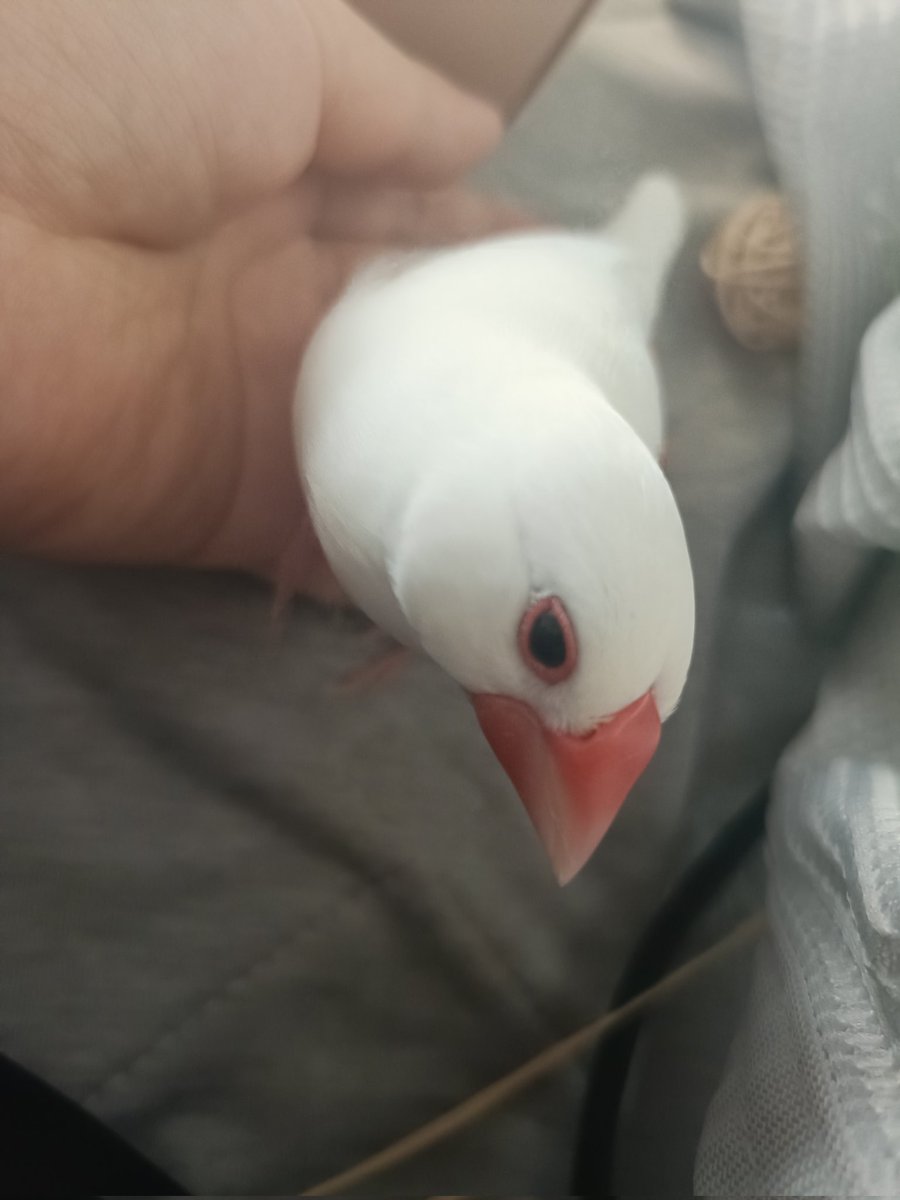 描く練習をしたくて今日は沢山撮らせてもらった