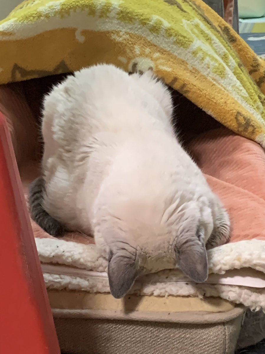 TLが衆院選の件がほとんどだけど、実は週末からもねの体調が爆落ちしていてそれどころじゃない非国民でごめんなさい( ⌯᷄ω⌯᷅ )