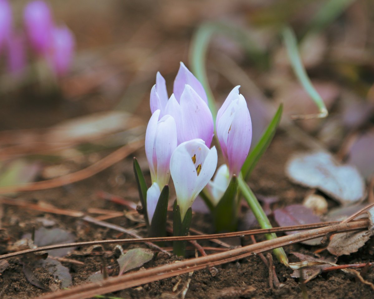 National Botanical Garden of Georgia tweet media