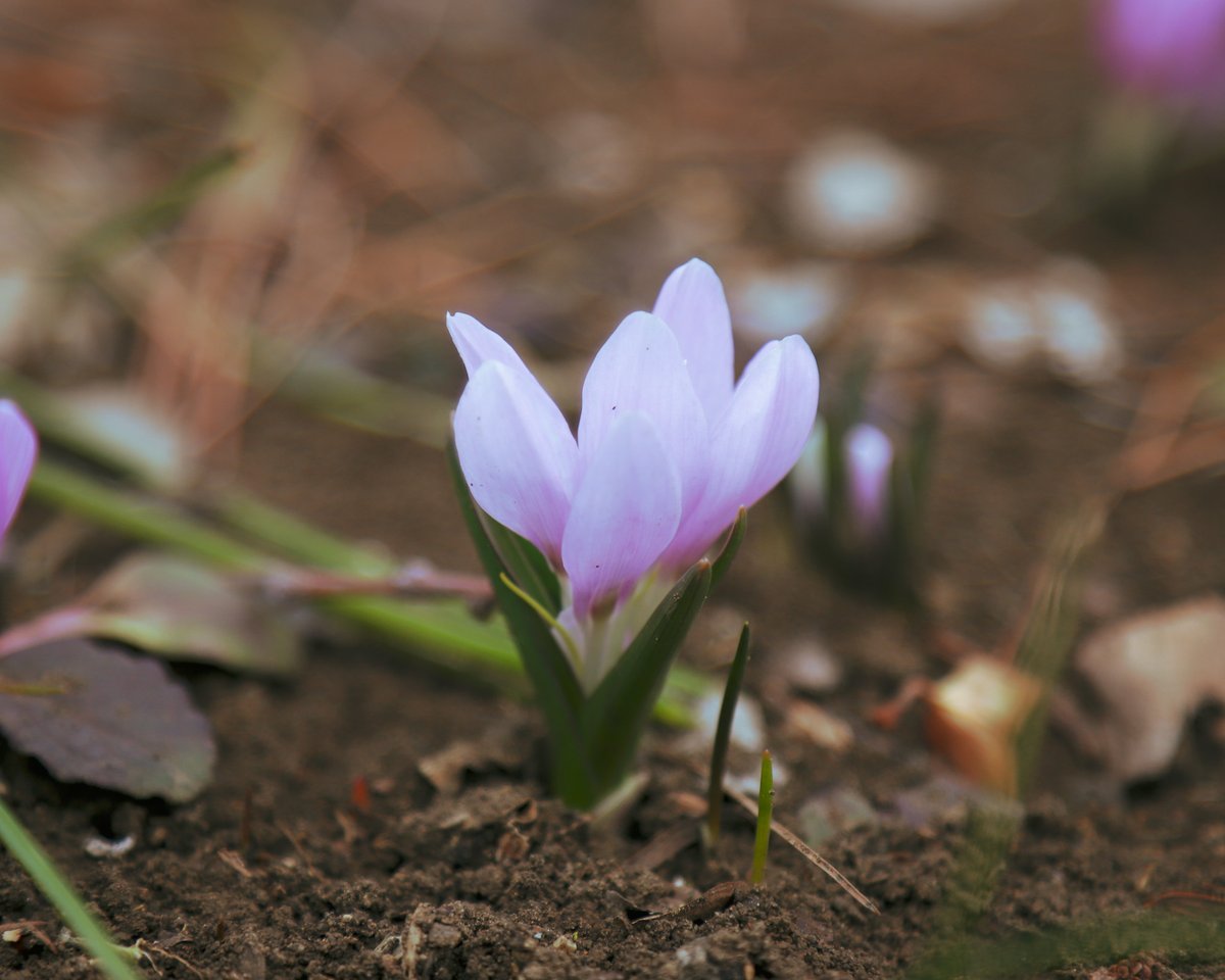 National Botanical Garden of Georgia tweet media