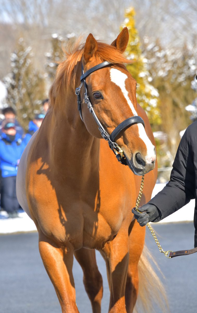 オルフェーヴルさま確認ページ♡ オルフェーヴル