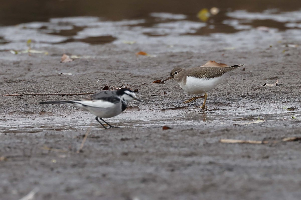 K.Akita (@400tiakka) / Posts / X