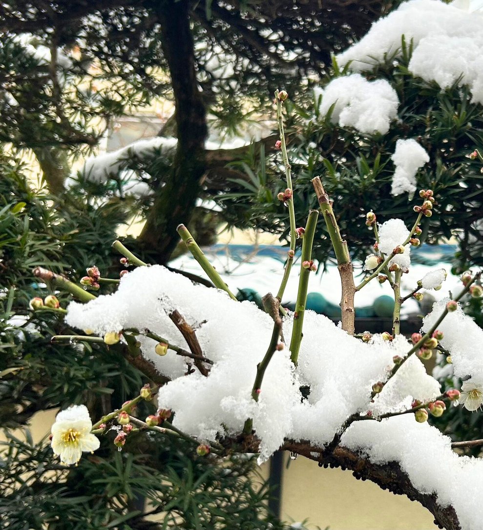 銀太郎さんお頼み申す　公式 tweet media