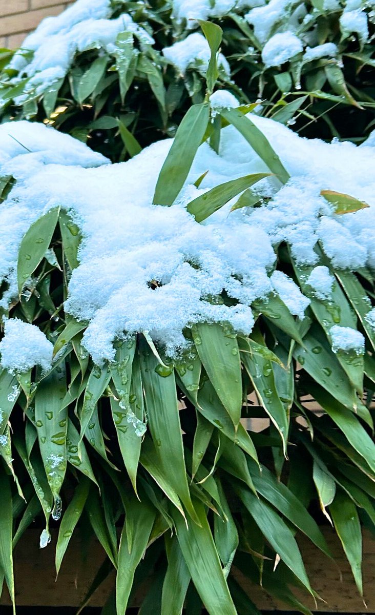 銀太郎さんお頼み申す　公式 tweet media