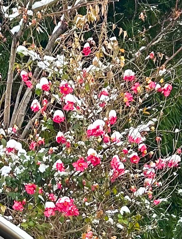 銀太郎さんお頼み申す　公式 tweet media