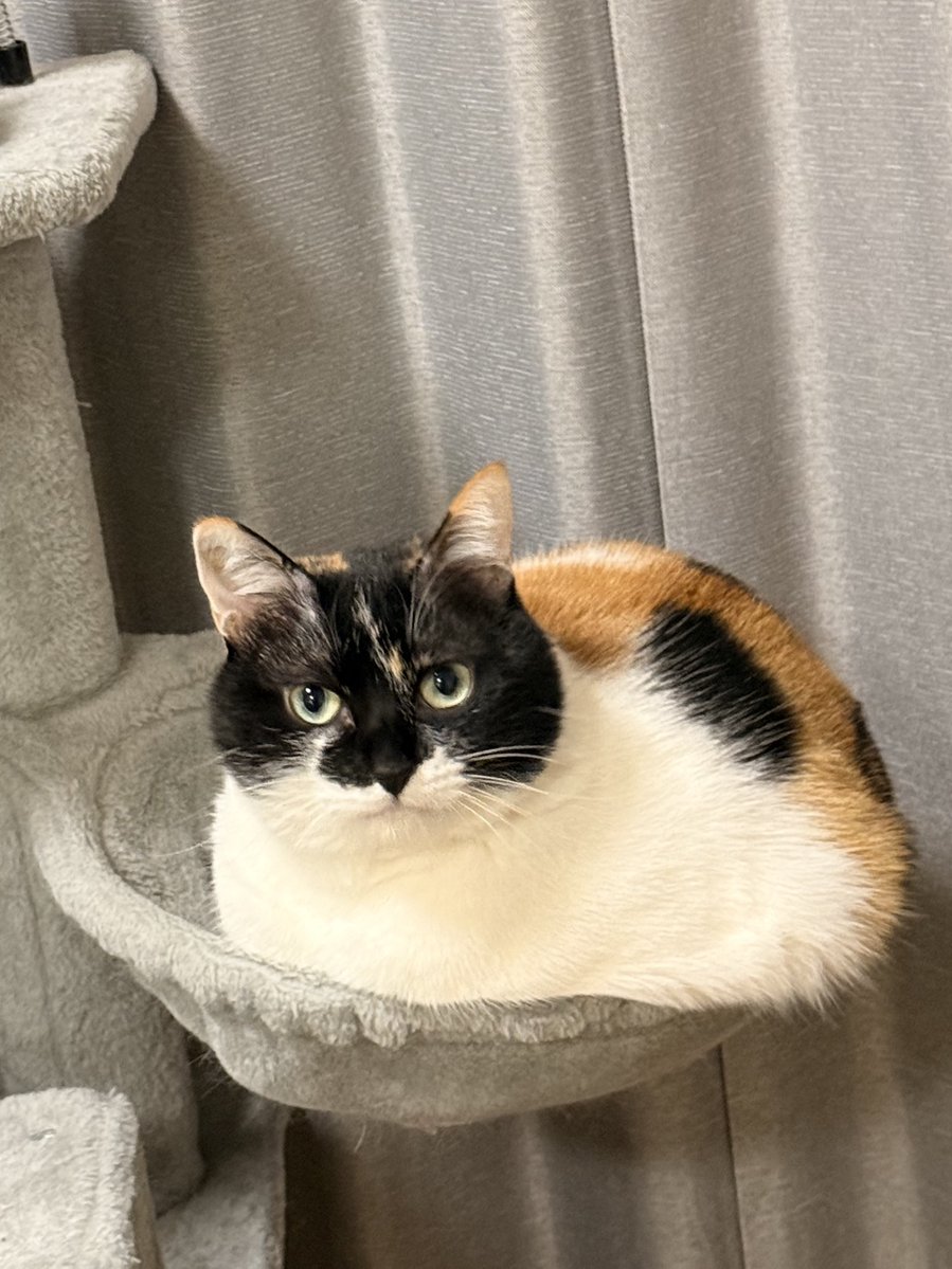 きな粉もちがはみ出ていますよ。