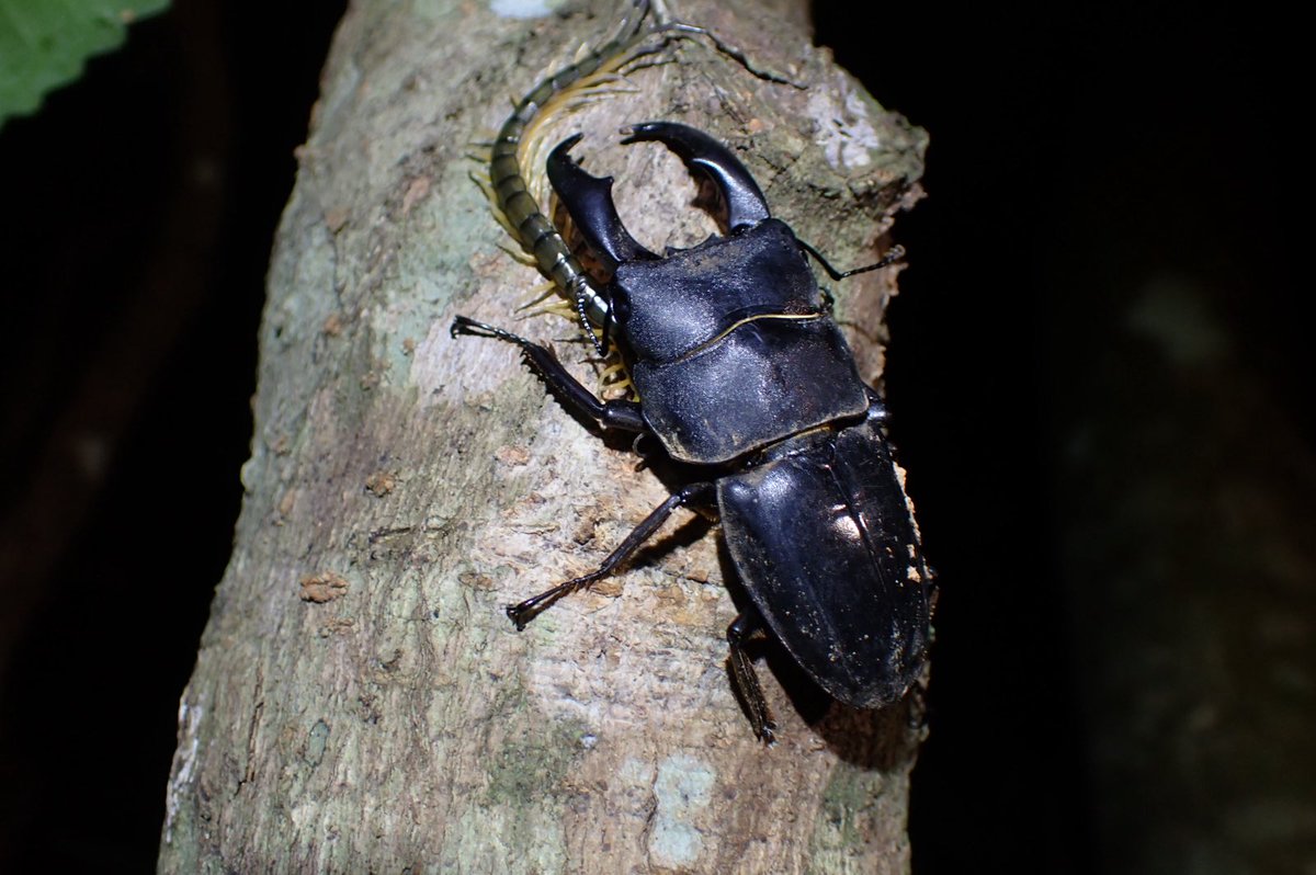 2025.12.21 沖縄県石垣市 サキシマヒラタクワガタ/Dorcus titanus