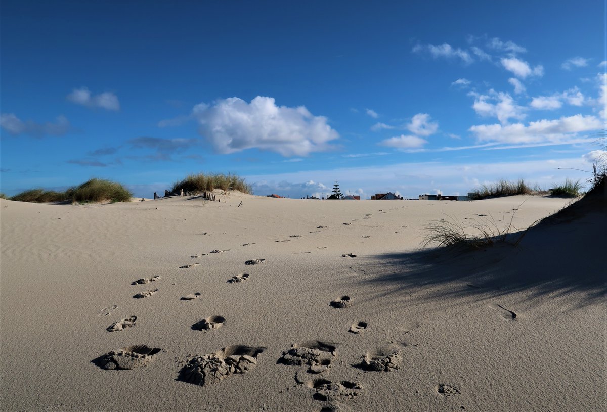 isabelpinheiro's tweet photo. #Dune #10MinutesFromHome
#CostaNova #Portugal https://t.co/FW7WXu041X