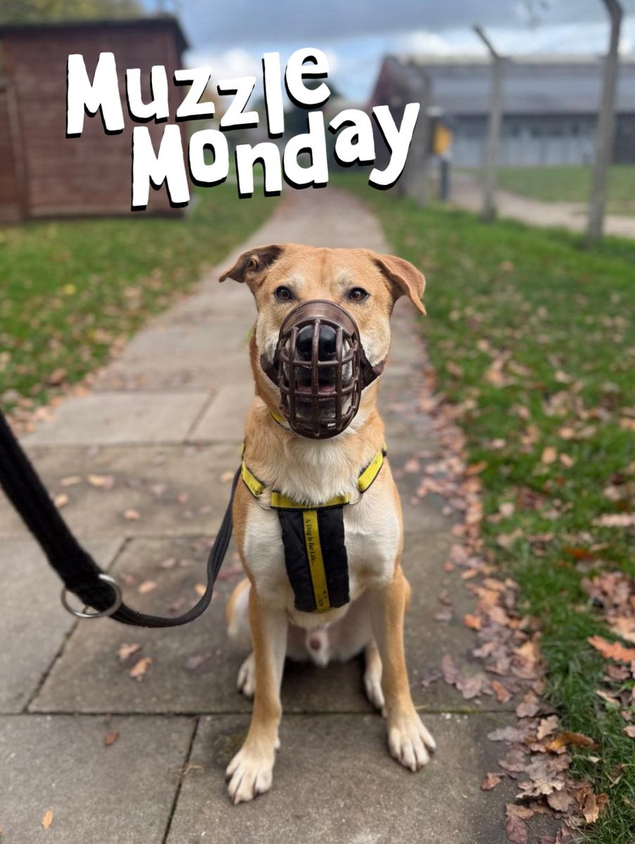 DT_Kenilworth's tweet photo. Our handsome man, Donny is here for #MuzzleMonday.
#RescueDog #AdoptMe #Rehome #MuzzledDogsAreGoodDogs #GoodBoy #Adopt #Rescue https://t.co/jtwwG8NruC