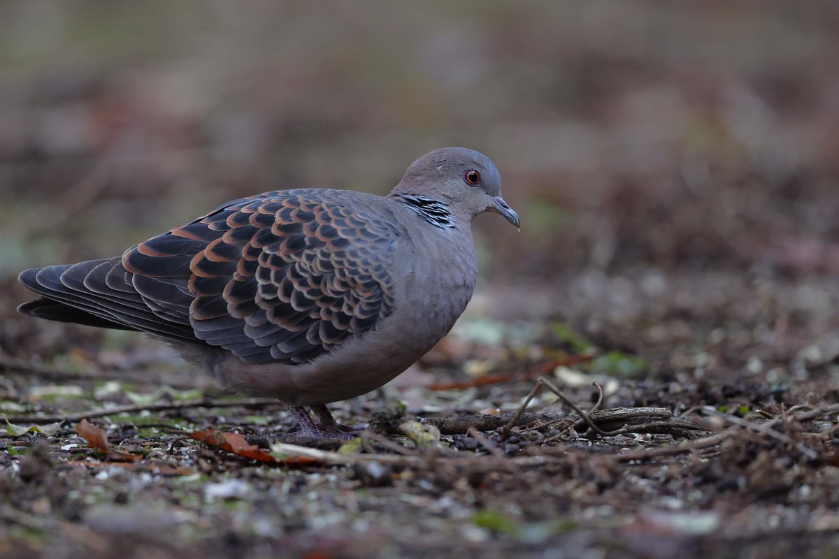 K.Akita (@400tiakka) / Posts / X